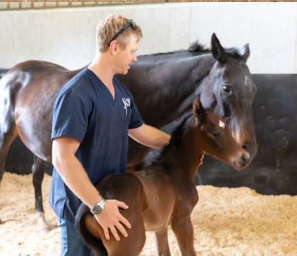 Equine Services