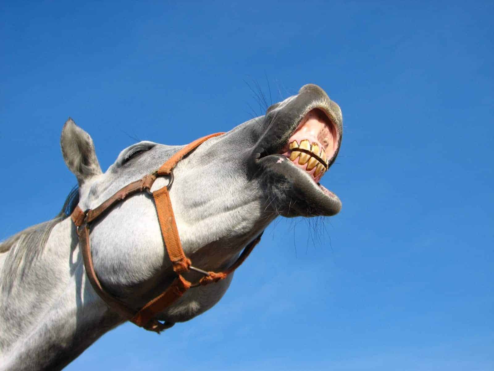 horse-showing-teeth